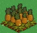 Pineapple extra100