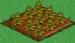 Pineapple 33