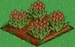 Red Tulip 66