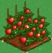 Tomato extra100