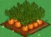 Carrot extra100