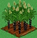 Sugar Cane 100