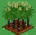 Sugar Cane extra100