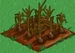Onion withered