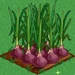 Onion extra100