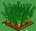 Asparagus extra100