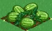 Watermelon extra100
