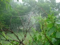 Arachne's Temple-Gardens.JPG