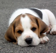 Beagle cute puppy