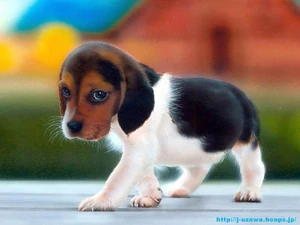 Beagle-puppy