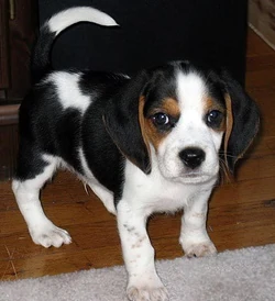 Puppy Beagle