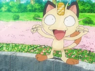 EP582 Meowth sufriendo supersónico