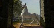 Donkey 1