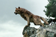 180px-Wolfonrocks
