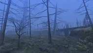 SwampForest