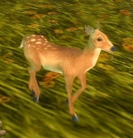 Fawn
