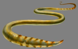 Brain worm.jpg