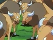 EP033 Tauros