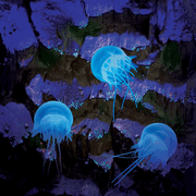 Jellyfish close-up
