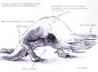 Bullsquid concept