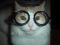 Harry Pawter.jpg