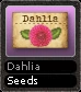 Dahlia Seeds
