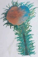 Anemonid