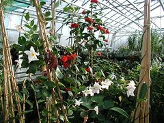 VB DD08 loc Nursery 2