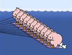 11hippos