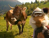 Matt cow