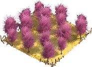 Almond field
