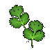 Coriander