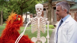 4206Bones