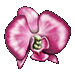 Grace Pink