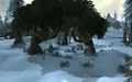 The Frozen Glade.jpg