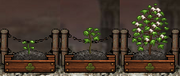 Cotton Gardening