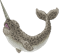 Shopnarwhalmaleadult.gif