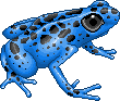 Frogblueadult.gif