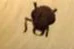 Bug01.jpg