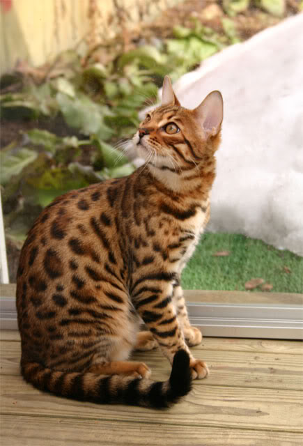 bengal cat wiki