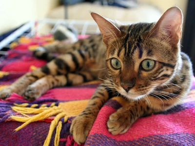 Bengal resting