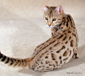 A Bengal