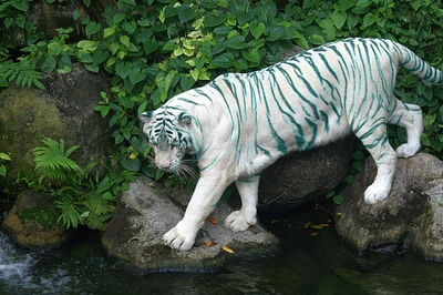Ice Eyed Tiger