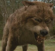 Wolfbeforeafter-560x460 (2)
