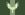 OV Flag