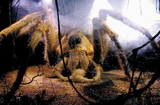 Aragog 2