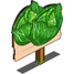 Cabbage