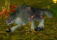 Young Diseased Wolf.jpg