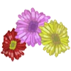 Gerbera Daisies-icon