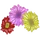 Gerbera Daisies-icon